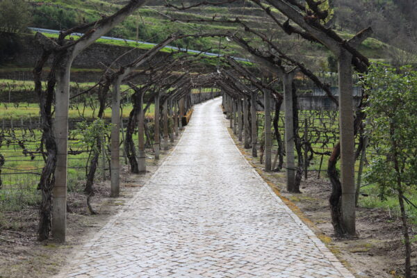 Tasting with VinoVi & Co Importers Wed, Nov 19 at 6:00PM